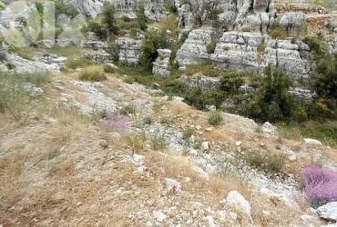 Unique & Rare Land for Sale – Faitroun | أرض نادرة للبيع في فيطرون